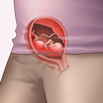 Những thay đổi của thai nhi tuần thứ 14