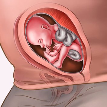 Những thay đổi của thai nhi tuần thứ 21