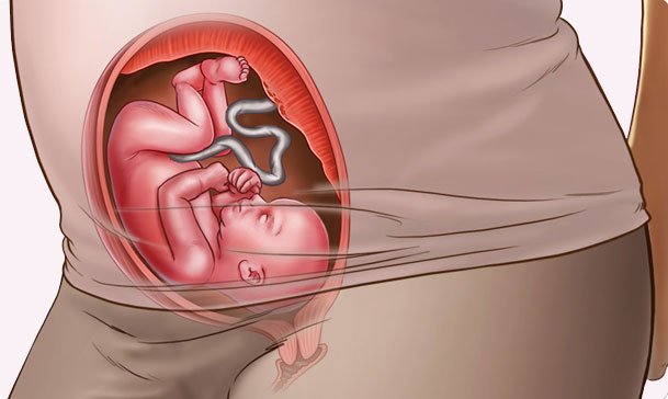 Những thay đổi của thai nhi tuần thứ 24
