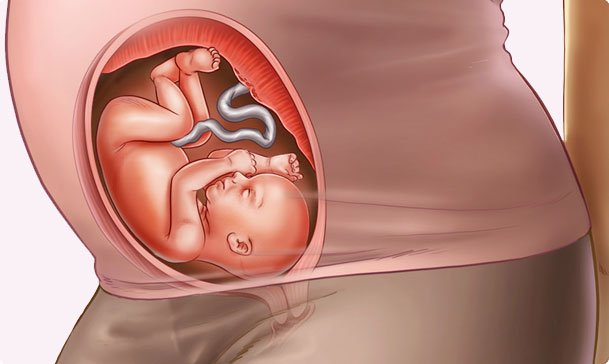 Những thay đổi thai nhi tuần thứ 25