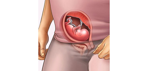 Những thay đổi của thai nhi tuần thứ 15