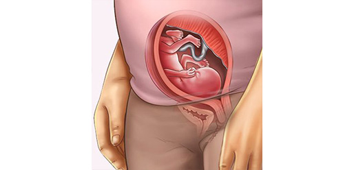 Những thay đổi của thai nhi tuần thứ 17