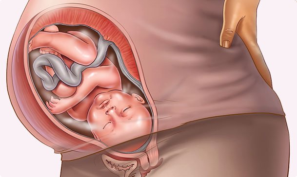 Những thay đổi của thai nhi tuần thứ 40