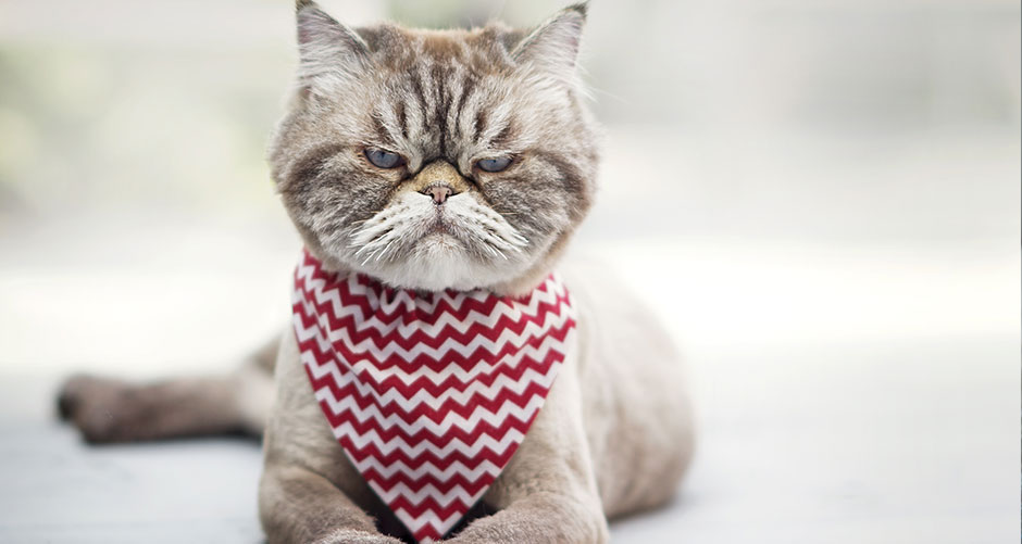 Cats and Pregnancy Toxoplasmosis