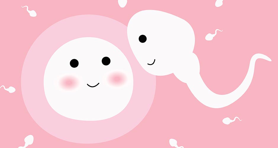 Facts You Didnt Know About Ovulation