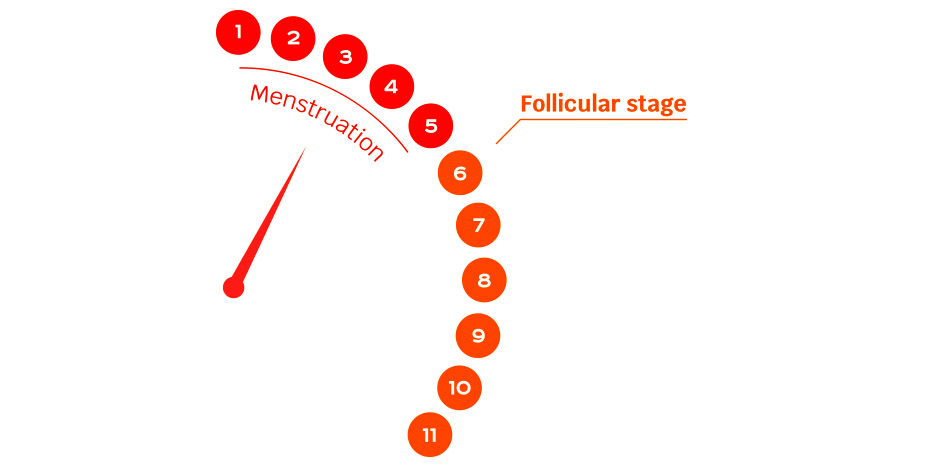 Follicular Phase