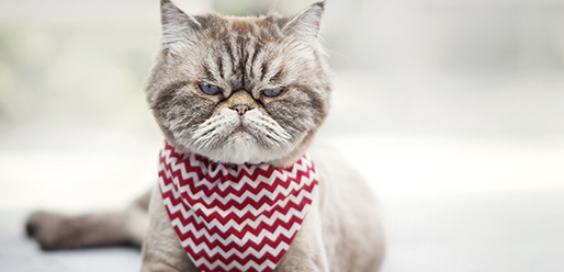 Cats and Pregnancy Toxoplasmosis