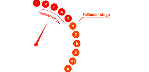 Follicular-Phase